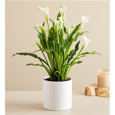 Loving Memory White Calla Lily